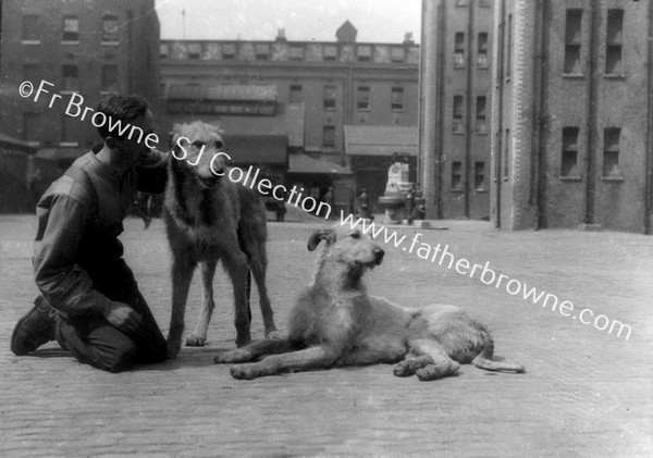 WELLINGTON BARRACKS IRISH GUARDS WOLF DOGS 